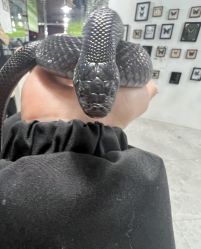 -神奇动物撸宠馆·羊驼·小浣熊·异宠(豫园店)