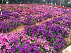 -松山湖梦幻百花洲