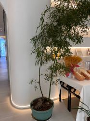 -紫琪尔·匠心连锁·胸部护理养护