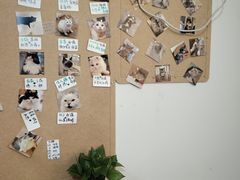 -楼上猫咖(罗湖店)