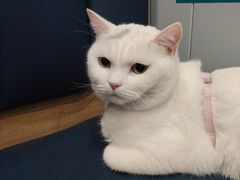 -伟伟宠物医院·瑞派猫友好医院·猫科(光谷店)