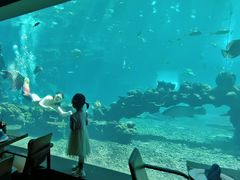 -涛·海底餐厅·美人鱼·自助餐·海底隧道(三亚海棠湾洲际度假酒店)
