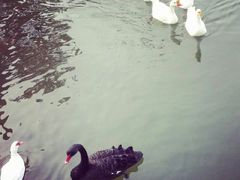 android_upload_pic-芭东小镇温泉