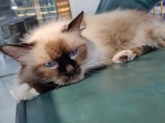 -喵喵咪呀布偶猫咖(春熙路店)