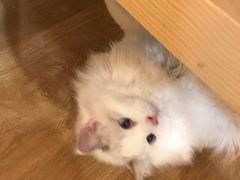 -滚猫咖啡·猫咖·猫友好撸猫(未来城店)