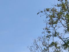 -张坝桂圆林公园