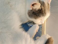 -COLOR PETS 撸猫馆·购猫·猫咖(长风大悦城店)