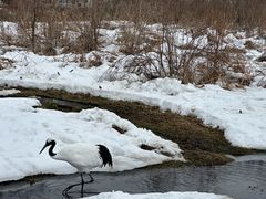 -钏路市丹顶鹤自然公园