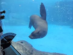 -上海海昌海洋公园