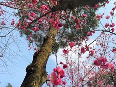 -望江楼公园