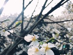 -武汉大学-樱园