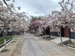 -莱阳濯村樱花园