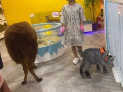 -神奇动物撸宠馆·羊驼·小浣熊·异宠(豫园店)