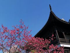 -红梅公园