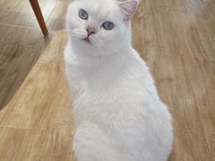 -猫小主咖啡·猫咖cat cafe(福田店)