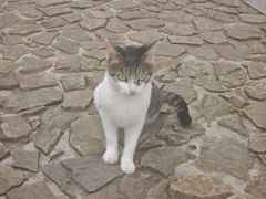 -上海佘山国家森林公园天马山园