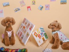 -读宠于你·约克夏比熊·睫角守宫·爬宠售卖(高新店)