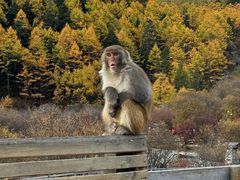 -稻城亚丁景区-冲古草甸