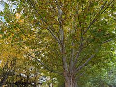 -老梦面包CHEZMOREL(麦子店)