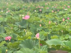 -荷塘月色湿地公园·向阳花洲