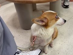 -帕帕拉兹宠物(亚洲旗舰店)