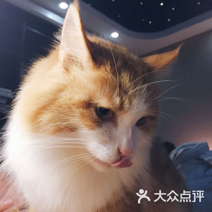 猫宁哈尼morning honey猫咪咖啡图片 - 第1584张