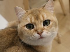 -Let's go狗咖·猫咖·奶狗·桌游(春熙路IFS店)