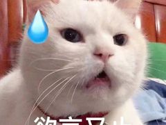-皖北三胖地锅鸡(高速时代广场店)