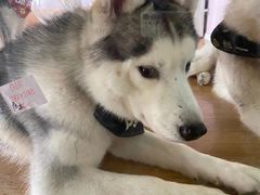 -Husky Go! 哈士奇体验馆·宠物咖啡厅狗咖