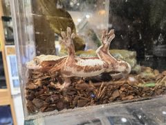 -酷以爬仙阁实体爬宠店·守宫·蜥蜴·专业繁育