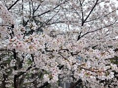 -武汉大学-樱园