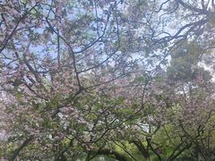 -西湖外事游船(湖滨二公园外事游船码头)