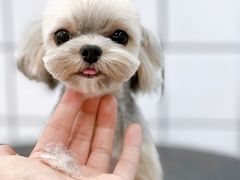 -BABYDOG宝贝狗宠物乐园(欧洲城店)