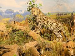 -陕西自然博物馆