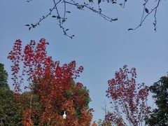 -青枫公园