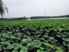 -大兴滨河森林公园