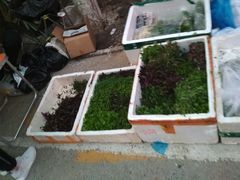 -华声天桥民俗文化园
