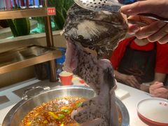 深水花鲢鱼-蜀滋香鲜鱼美蛙火锅(339店)