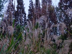 -桤木河湿地公园