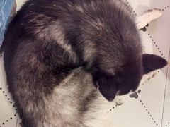 -毛绒耶耶撸宠馆·猫咖·狗咖·荷兰猪咖