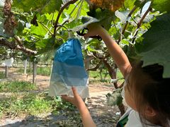 -马陆小张葡萄园农家乐