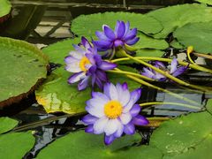 -国家植物园南园