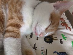 -高德24h动物医院