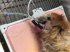 -瑞派福兴宠物医院犬猫全科·骨科·中西医结合(河东店)