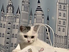 -lincat·猫舍(广州店)