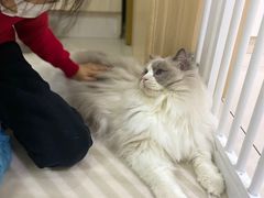 -鼓捣猫呢主题猫咖店