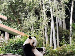 -广州动物园