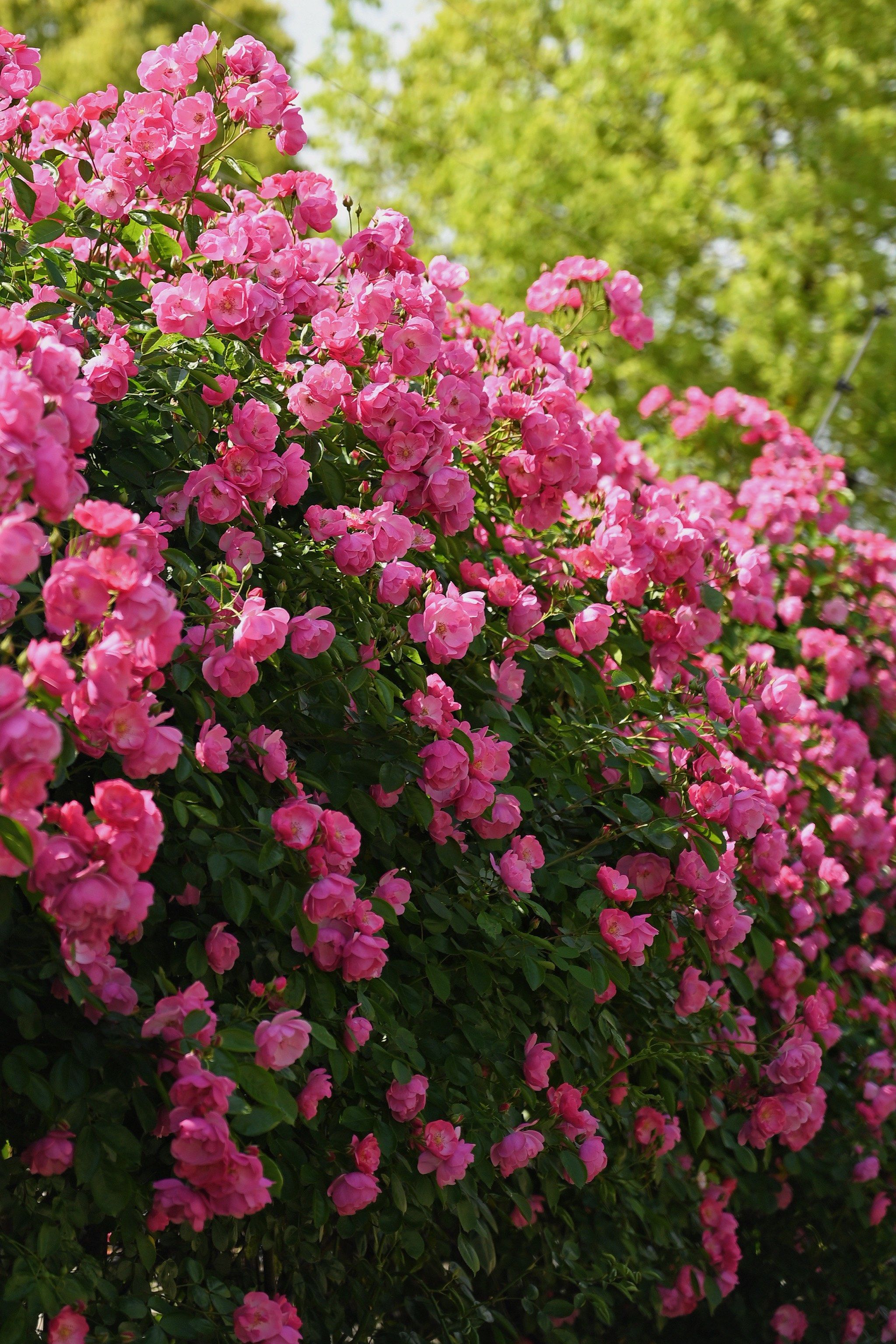 港华燃气的蔷薇花墙真是太美了