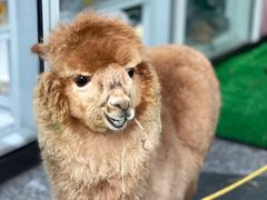 -1013 PET SHOP 宠物商店(近铁城市广场店)