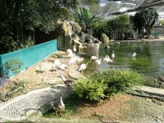 -吉隆坡雀鸟公园